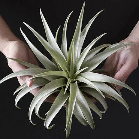 Tillandsia Capitata Yellow Star - Rare Live Air Plant