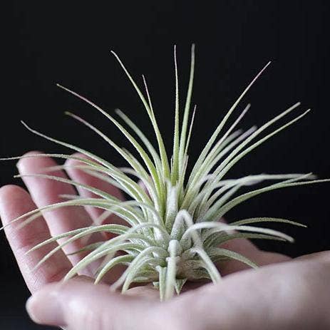 Tillandsia Ionantha - Guatemala | Live Air Plant