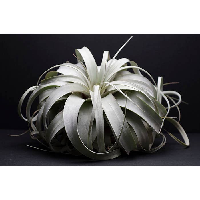 Tillandsia Xerographica - "Queen of Air Plants" | Live Plant