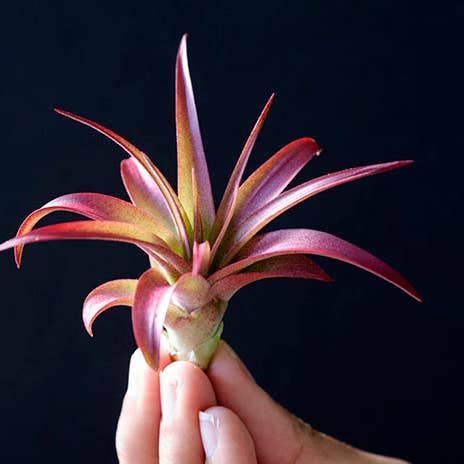 Tillandsia Brach Multiflora - Tinted Red | Live Air Plant