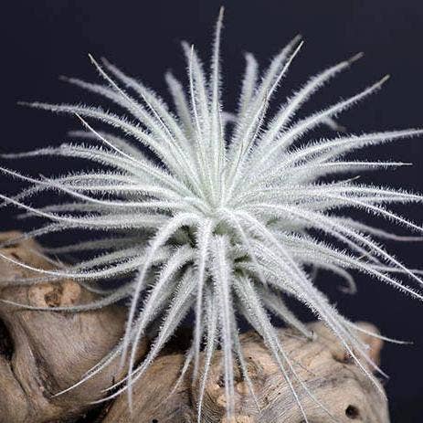 Tillandsia Tectorum - Rare Air Plant