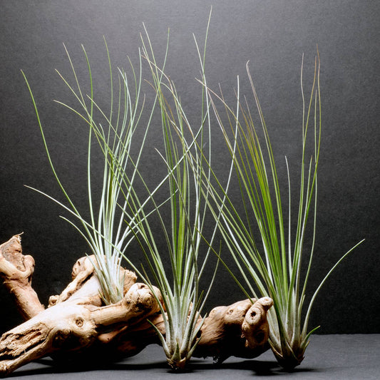 Tillandsia Juncifolia | Live Air Plant, Air Plants