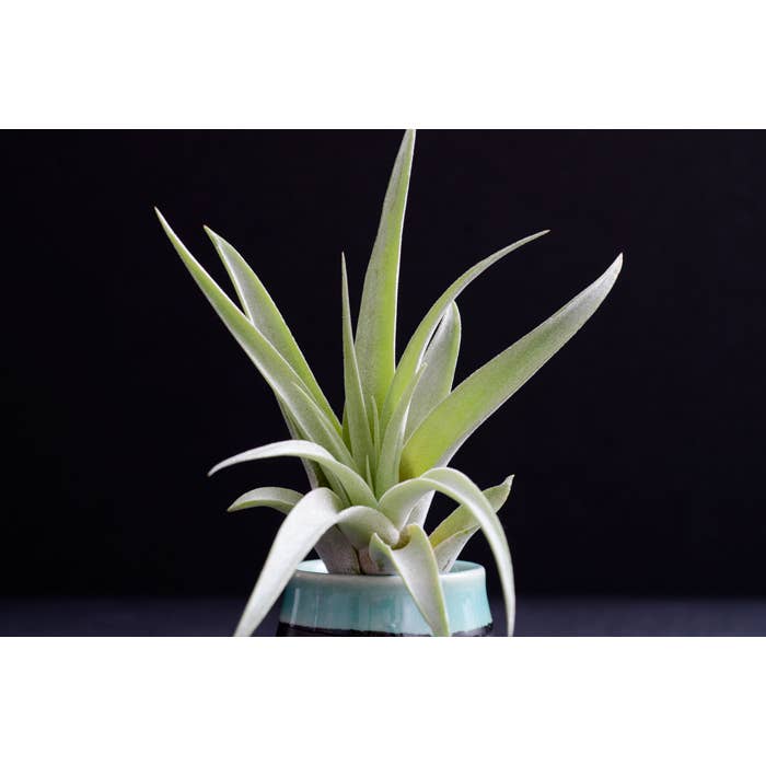 Tillandsia Peach Capitata - Live Air Plant