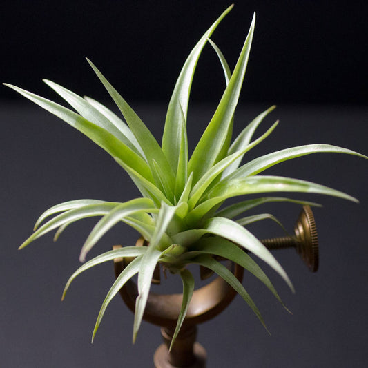 Tillandsia Capitata Red - "Coral Blooms" - Air Plants